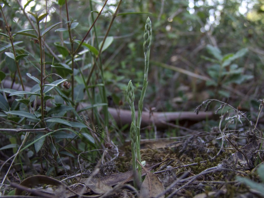 Spiranthes spiralis